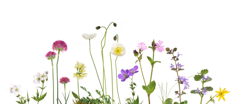 bunte Fr&uuml;hlingsblumen isoliert auf weiss