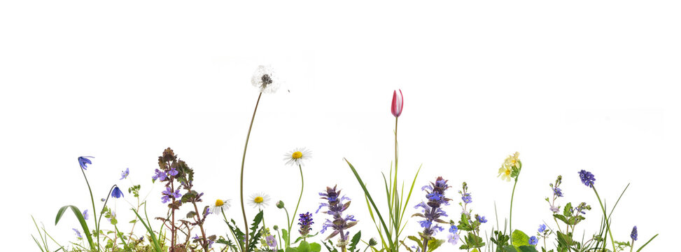 bunte Wildblumenwiese isoliert auf weiss