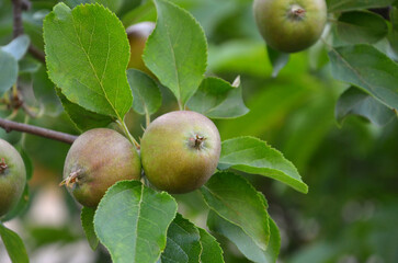 Young  green apples fruits ripening on a tree branch. Closeup photo outdoors. Gardening ,growing fruits , harvest concept. Free copy space.