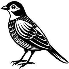 vector illustration of a bird
