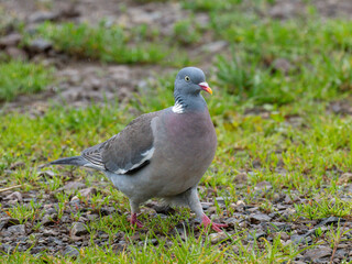 Ringeltaube (Columba palumbus)