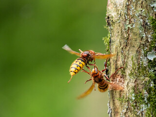 Hornisse (Vespa crabro)