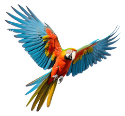 Obraz premium PNG Parrot transparent parrot animal bird.
