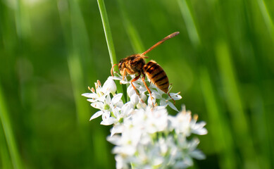 bee on a flower
