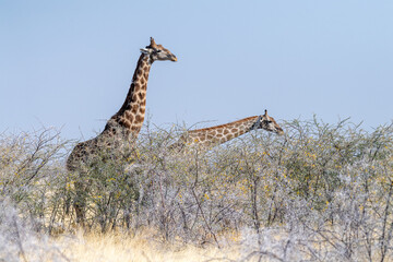 Telephoto shot of two Angolean Giraffes eating from trees in Etosha National Park, Namibia.