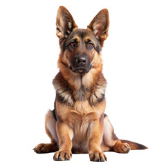 German Sheperd with 7 months old. Dog portrait isolated