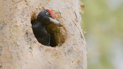 Black woodpecker bird on a tree in a hollow, Dryocopus martius
