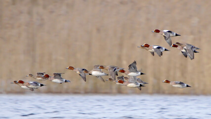 Eurasian wigeon flock of birds in flight, ducks flying over lake Mareca penelope