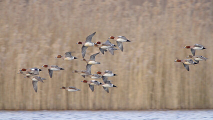 Eurasian wigeon flock of birds in flight, ducks flying over lake Mareca penelope
