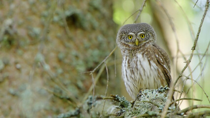 Eurasian pygmy owl bird in spring forest, Glaucidium passerinum