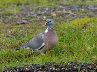 Ringeltaube (Columba palumbus)