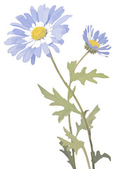 Fototapeta premium PNG Illustration of a Daisy blue daisy blossom flower.