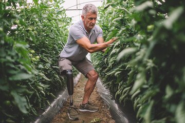 Amputee farmer with his prosthetic leg efficiently cultivates tomatoes in a greenhouse