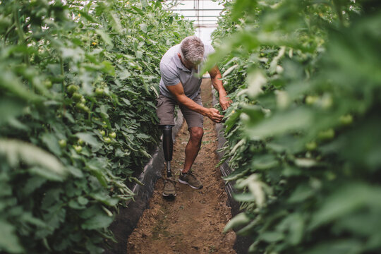 Amputee with his prosthetic leg working in tomato plant
