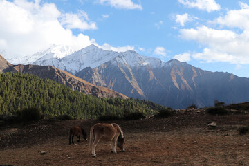 Majestic mountain range in background and horses in foreground