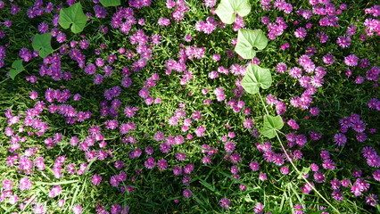 たくさんのマツバギク