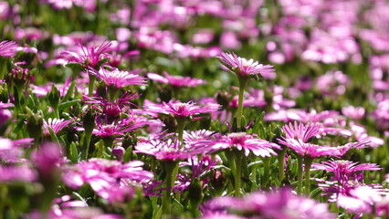 たくさんのマツバギク