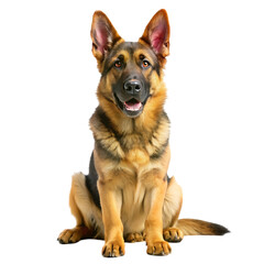 German Sheperd with 7 months old. Dog portrait isolated