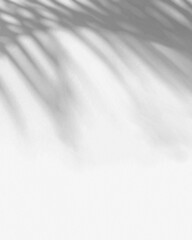 palm tree leaves organic shadows projected in gray background for overlay blend