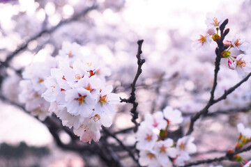 【岩手県】春の小岩井農場の桜