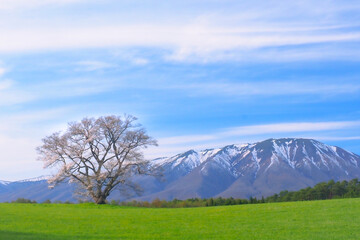 【岩手県】春の小岩井農場の一本桜と残雪の岩手山