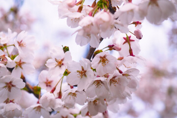 【岩手県】春の小岩井農場の桜