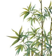 Fototapeta premium PNG Realistic vintage drawing of bamboo border backgrounds plant tranquility.