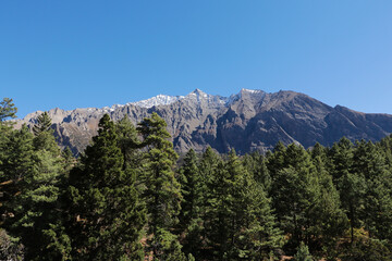 A beautiful balance of trees and the mountains.