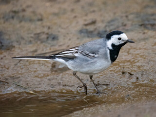 Bachstelze (Motacilla alba)