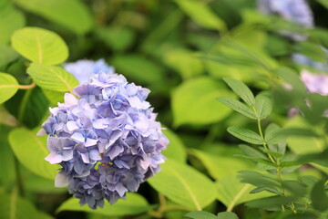 アジサイ
