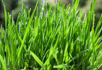 Fresh young wheat leaves, green. Green grass and drops of fresh water.