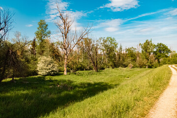 Summer view near Moos, Deggendorf, Bavaria, Germany