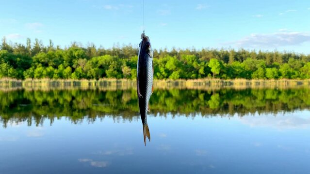 Freshly caught freshwater small crucian carp perch fish fluttering hanging on hook of fishing rod,shore blue pond,river.active recreation, nature.Bait spoon fishing accessory.poaching