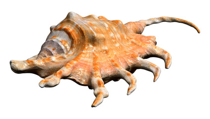 3D Rendering Sea Shell on White