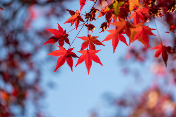 真っ赤な紅葉