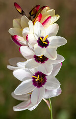 Sparaxis, white ixia, harlequin flower, wandflower, corn lilies