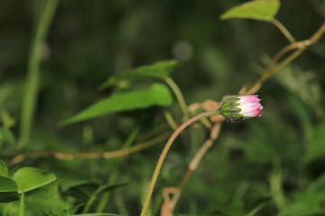 sunny white daisy flower macro