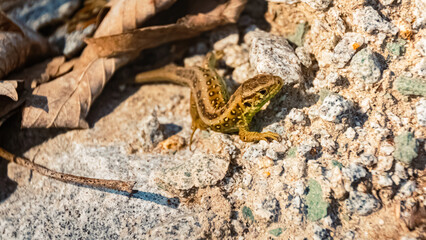 Macro of a sand lizard, lacerta agilis, on a sunny summer day