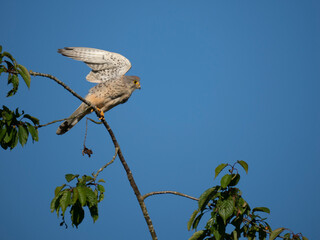 Turmfalke (Falco tinnunculus)