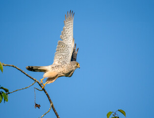 Turmfalke (Falco tinnunculus)