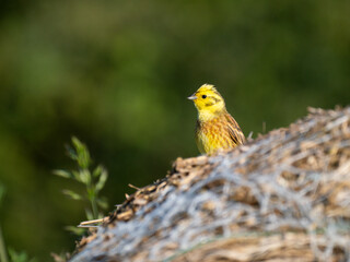 Goldammer (Emberiza citrinella)