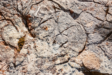 Details of Triadomegalodon gryphoides, fossil bivalve molluscs, at the famous Lake Hintersee, Ramsau, Berchtesgadener Land, Bavaria, Germany