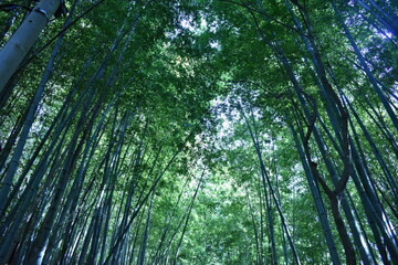 Fototapeta premium 日本の竹のある景色