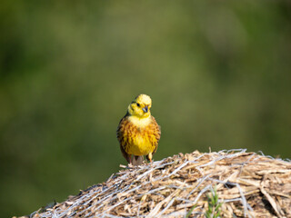 Goldammer (Emberiza citrinella)