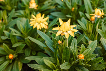 Xerochrysum bracteatum, golden everlasting, near Bad Griesbach im Rottal, Passau, Bavaria, Germany