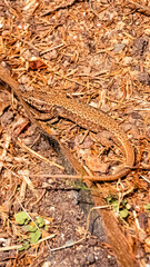 Macro of Podarcis siculus, italian wall lizard, on a sunny summer day