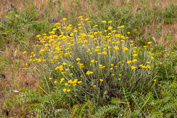 Close up view of helichrysum arenarium, immortel, dwarf everlast sunny yellow flowers