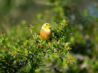 Goldammer (Emberiza citrinella)