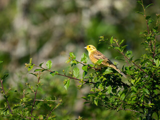 Goldammer (Emberiza citrinella)