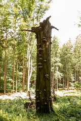 Fototapeta premium Baumstamm mit Pilzen